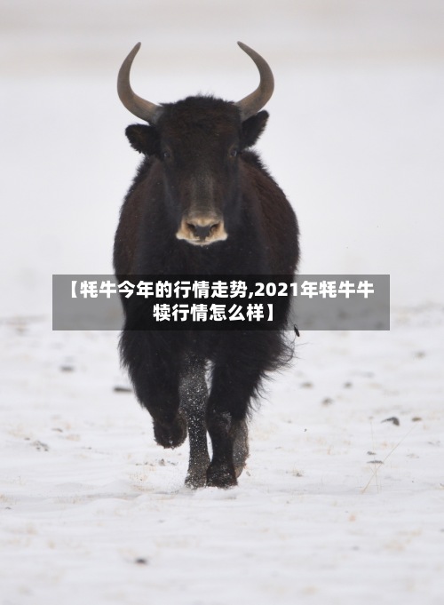 【牦牛今年的行情走势,2021年牦牛牛犊行情怎么样】-第2张图片