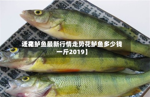 近来【花鲈鱼最新行情走势花鲈鱼多少钱一斤2019】