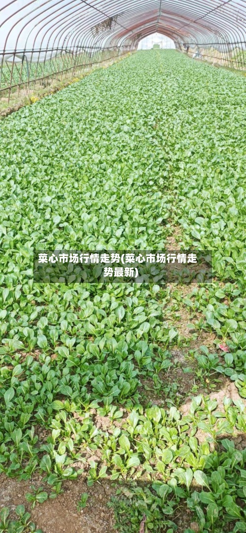 菜心市场行情走势(菜心市场行情走势最新)