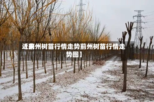 近来【蓟州树苗行情走势蓟州树苗行情走势图】-第2张图片
