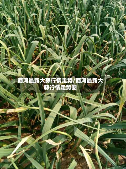 商河最新大蒜行情走势/商河最新大蒜行情走势图-第2张图片