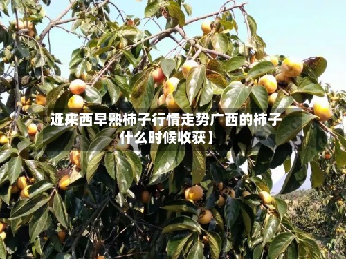 近来【广西早熟柿子行情走势广西的柿子什么时候收获】