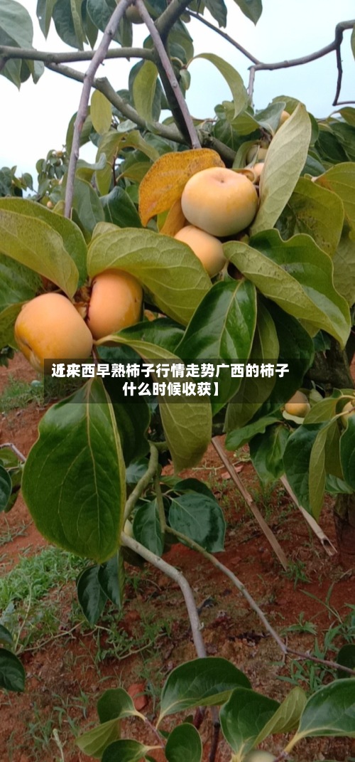 近来【广西早熟柿子行情走势广西的柿子什么时候收获】-第2张图片