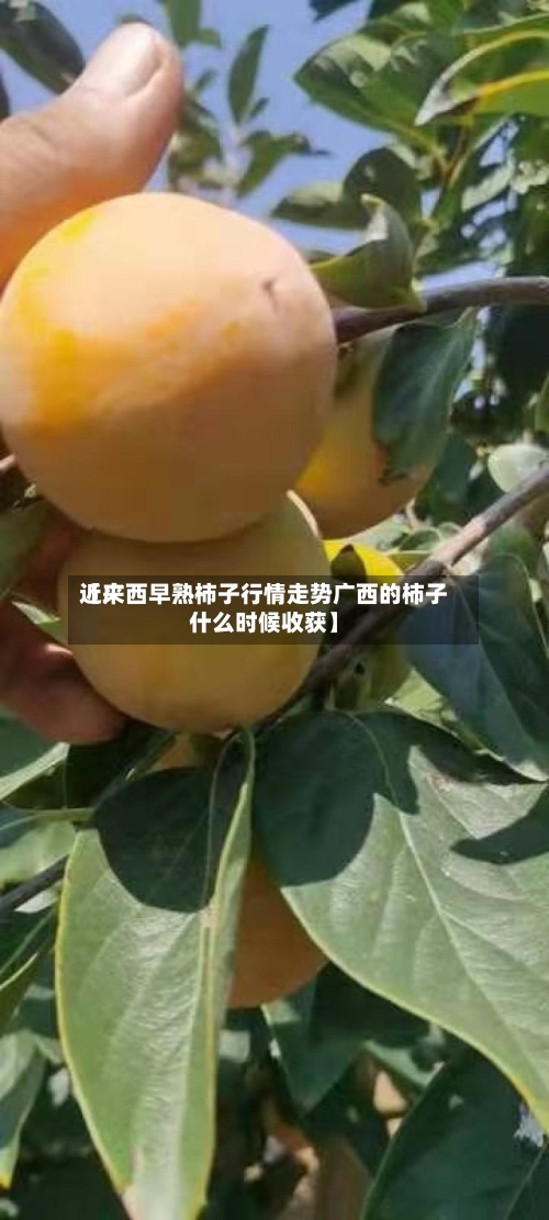 近来【广西早熟柿子行情走势广西的柿子什么时候收获】-第3张图片