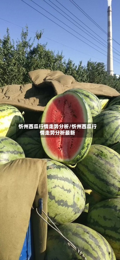 忻州西瓜行情走势分析/忻州西瓜行情走势分析最新-第3张图片