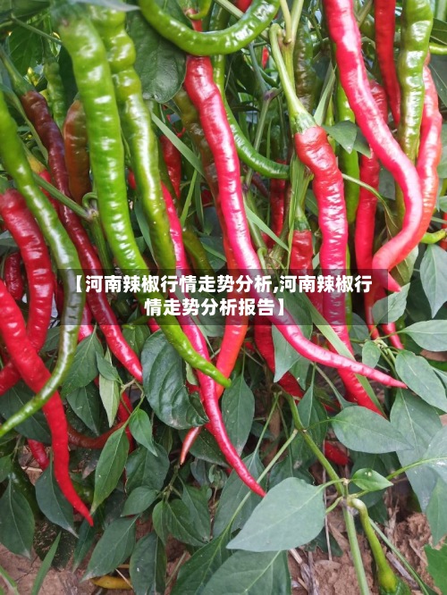 【河南辣椒行情走势分析,河南辣椒行情走势分析报告】-第3张图片
