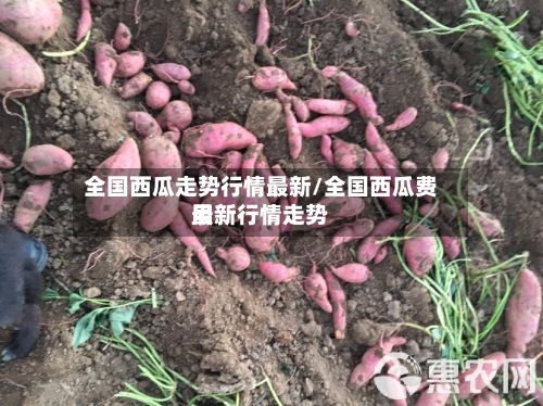 全国西瓜走势行情最新/全国西瓜费用最新行情走势-第3张图片