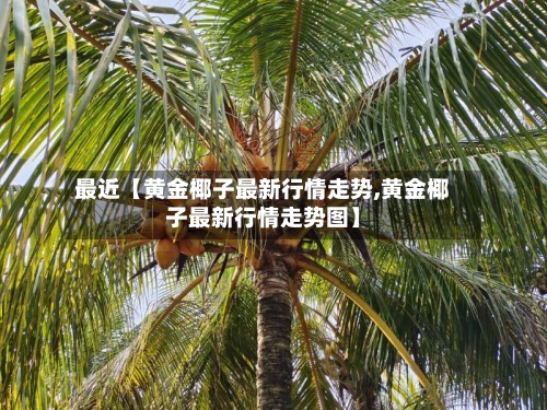最近【黄金椰子最新行情走势,黄金椰子最新行情走势图】-第2张图片