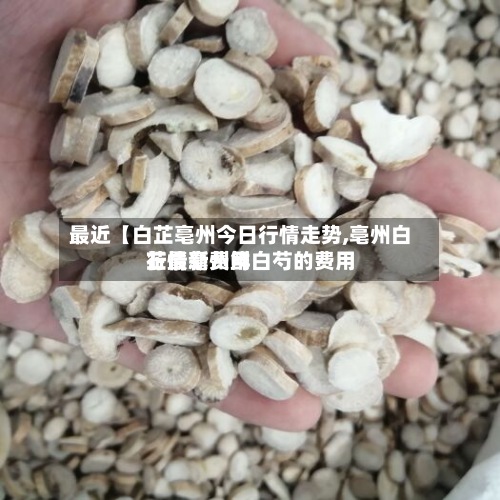 最近【白芷亳州今日行情走势,亳州白芷最新费用行情亳州鲜白芍的费用】-第2张图片