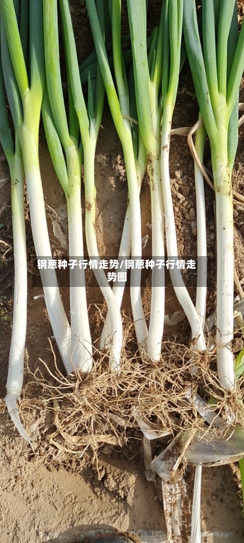 钢葱种子行情走势/钢葱种子行情走势图