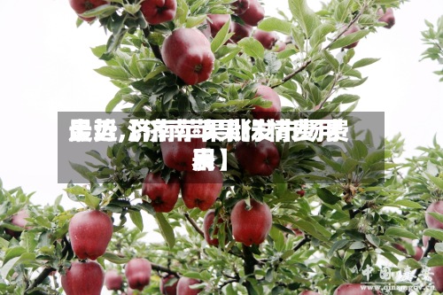 最近【济南苹果行情费用走势,济南苹果批发市场费用表】-第2张图片
