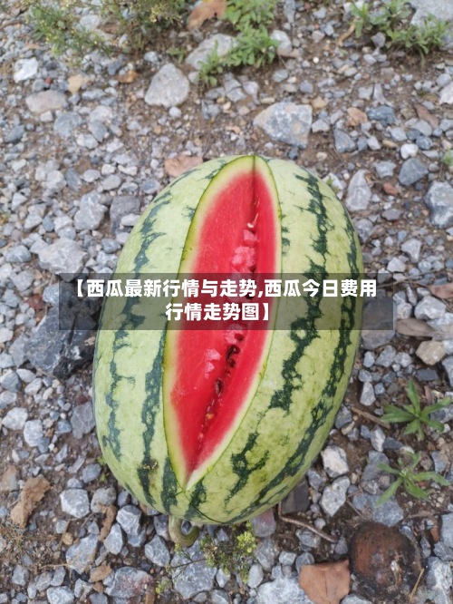 【西瓜最新行情与走势,西瓜今日费用行情走势图】-第2张图片