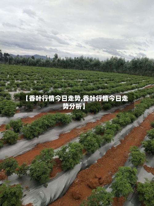 【香叶行情今日走势,香叶行情今日走势分析】