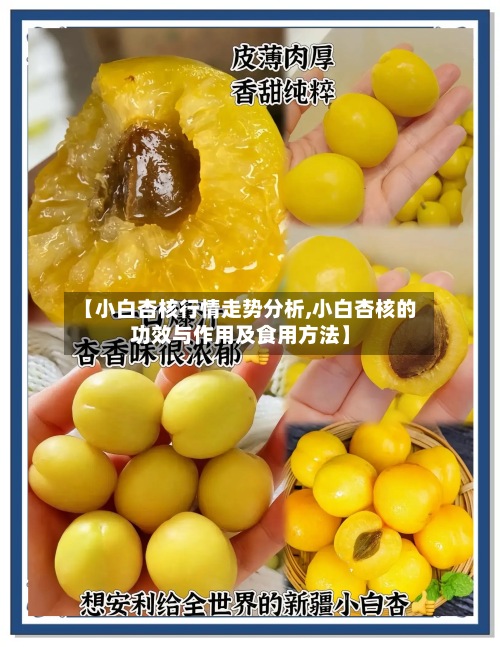 【小白杏核行情走势分析,小白杏核的功效与作用及食用方法】