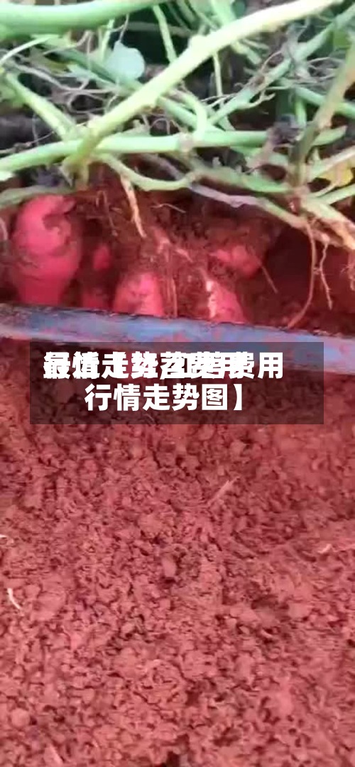 最近【红苕费用行情走势,红苕费用行情走势图】