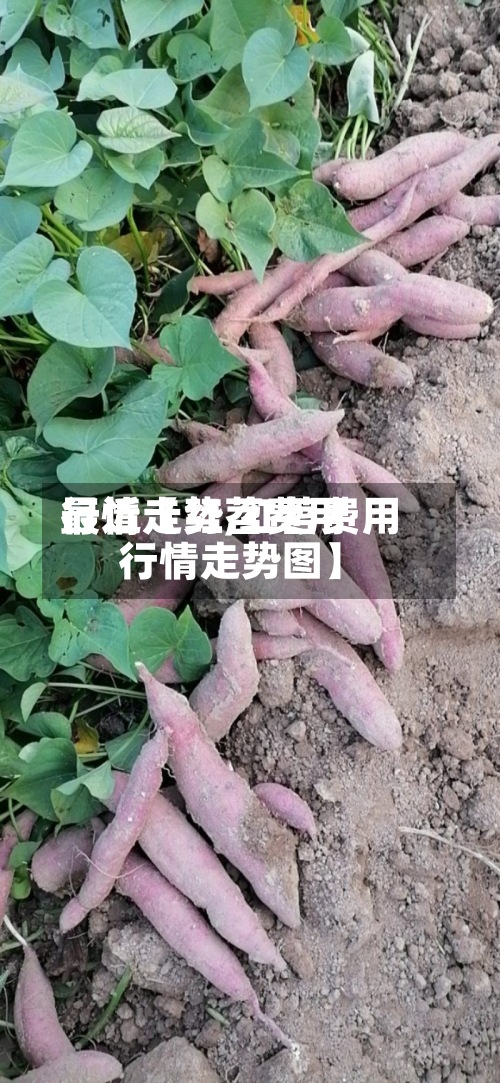 最近【红苕费用行情走势,红苕费用行情走势图】-第2张图片