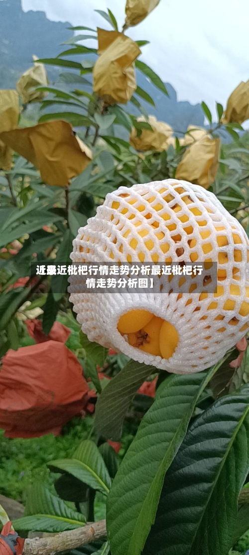 近来【最近枇杷行情走势分析最近枇杷行情走势分析图】-第2张图片