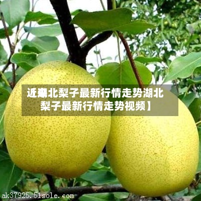 近来【湖北梨子最新行情走势湖北梨子最新行情走势视频】