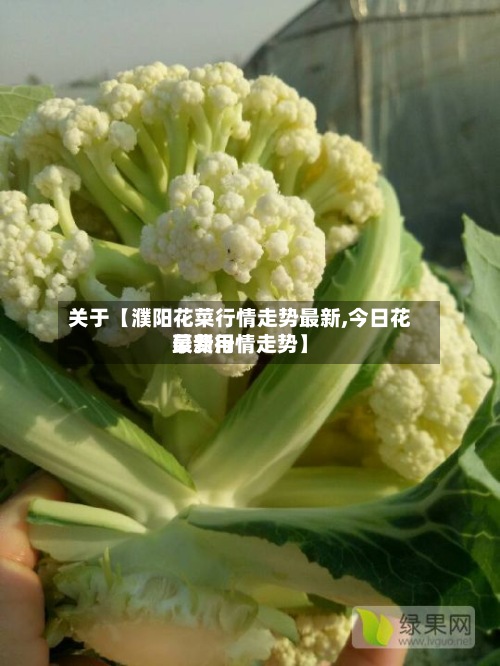 关于【濮阳花菜行情走势最新,今日花菜费用最新行情走势】-第2张图片