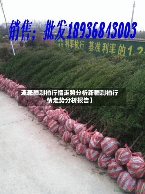 近来【新疆刺柏行情走势分析新疆刺柏行情走势分析报告】-第2张图片