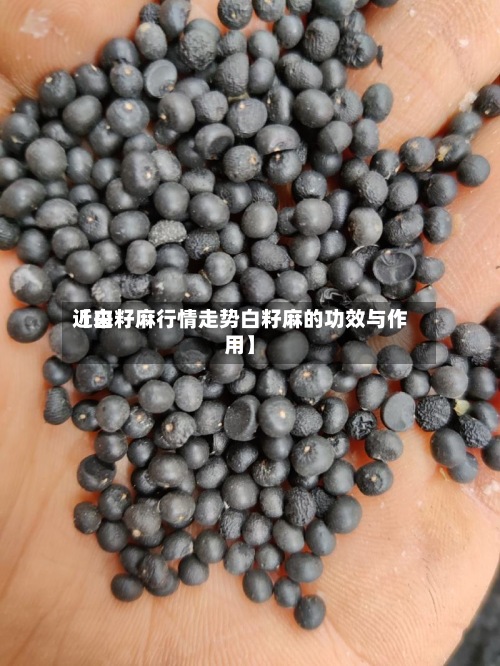 近来【白籽麻行情走势白籽麻的功效与作用】