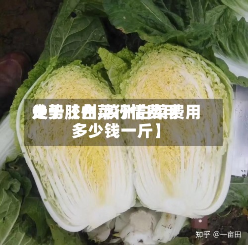 关于【白菜行情费用走势胶州,胶州白菜费用多少钱一斤】-第2张图片