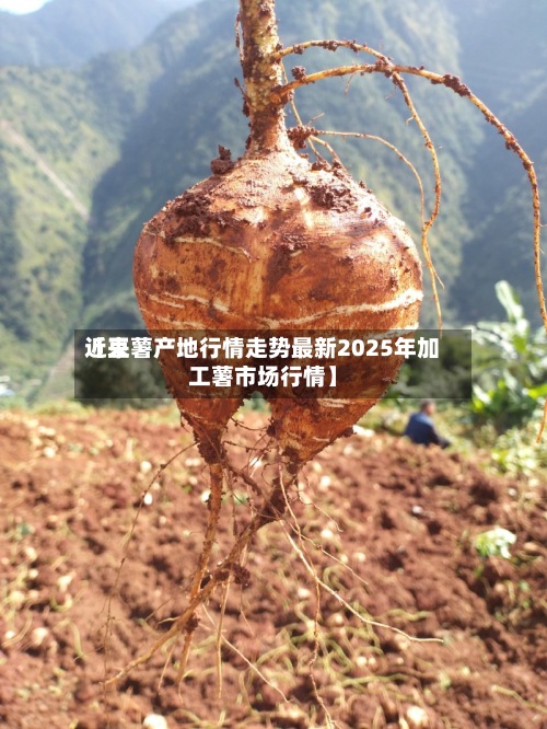 近来
【豆薯产地行情走势最新2025年加工薯市场行情】-第2张图片