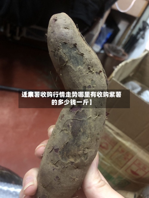 近来【紫薯收购行情走势哪里有收购紫薯的多少钱一斤】