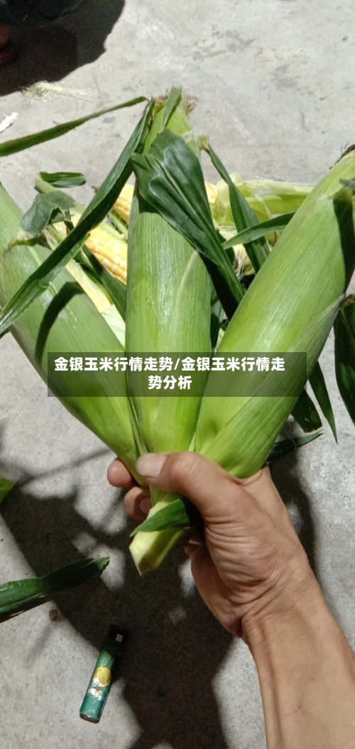 金银玉米行情走势/金银玉米行情走势分析-第3张图片