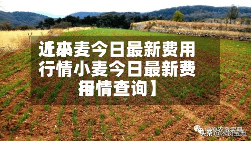 近来【小麦今日最新费用行情小麦今日最新费用行情查询】-第2张图片