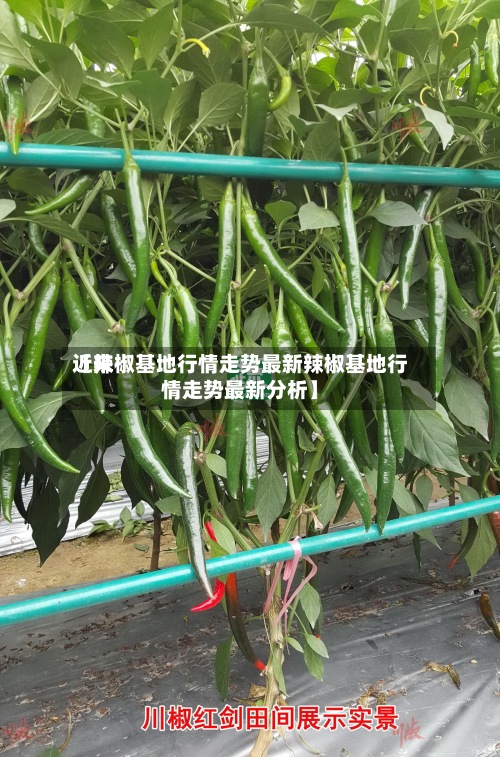 近来【辣椒基地行情走势最新辣椒基地行情走势最新分析】