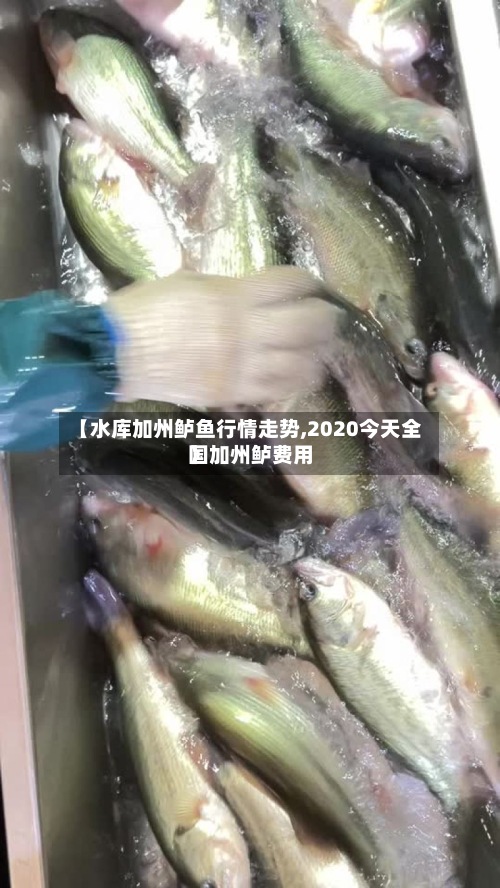 【水库加州鲈鱼行情走势,2020今天全国加州鲈费用】-第2张图片