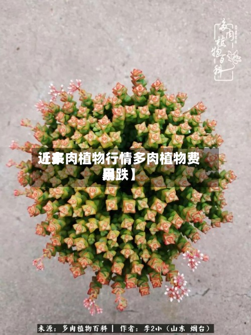 近来【多肉植物行情多肉植物费用暴跌】