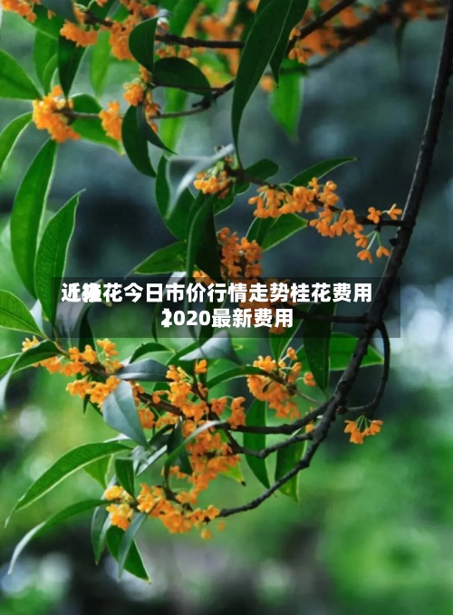 近来【桂花今日市价行情走势桂花费用2020最新费用】-第2张图片