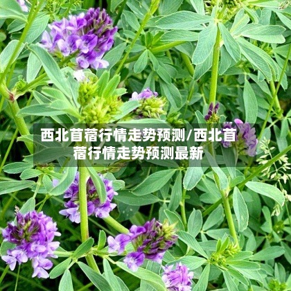 西北苜蓿行情走势预测/西北苜蓿行情走势预测最新