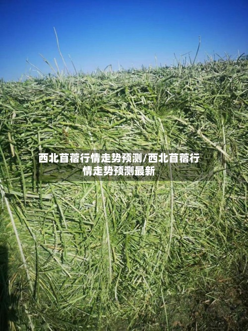 西北苜蓿行情走势预测/西北苜蓿行情走势预测最新-第2张图片
