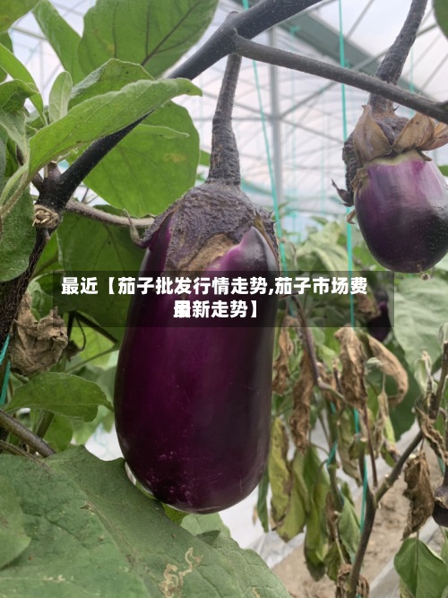 最近【茄子批发行情走势,茄子市场费用
最新走势】