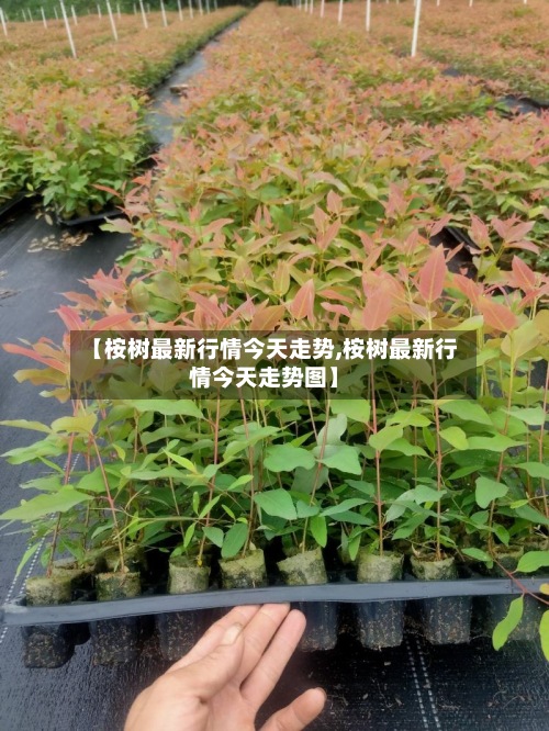 【桉树最新行情今天走势,桉树最新行情今天走势图】-第3张图片