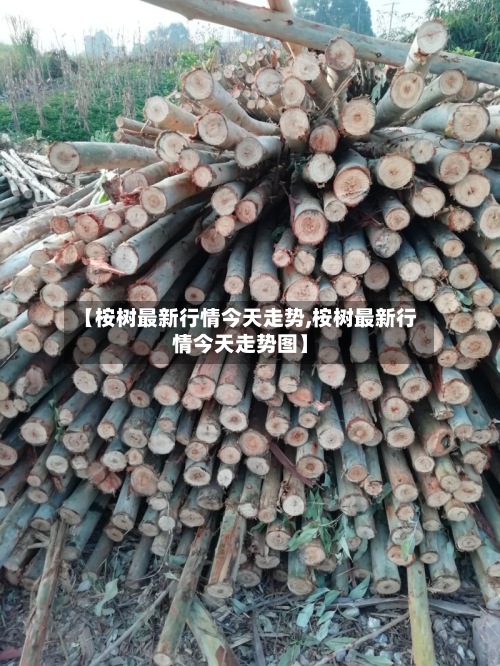 【桉树最新行情今天走势,桉树最新行情今天走势图】