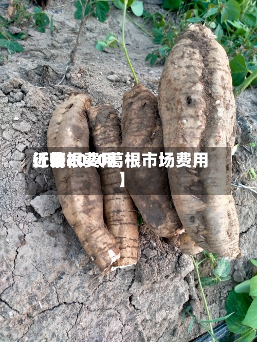 近来【葛根费用行情2020葛根市场费用】-第2张图片