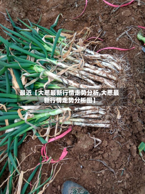 最近【大葱最新行情走势分析,大葱最新行情走势分析图】-第2张图片