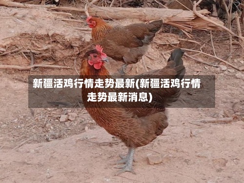 新疆活鸡行情走势最新(新疆活鸡行情走势最新消息)-第3张图片