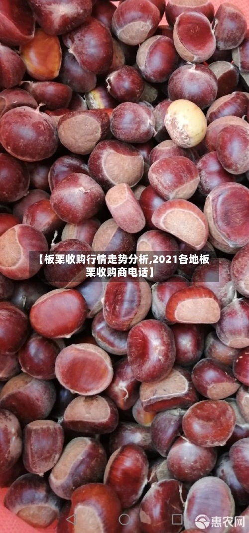 【板栗收购行情走势分析,2021各地板栗收购商电话】