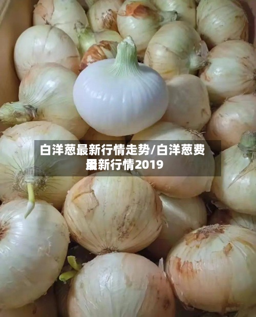 白洋葱最新行情走势/白洋葱费用最新行情2019-第2张图片