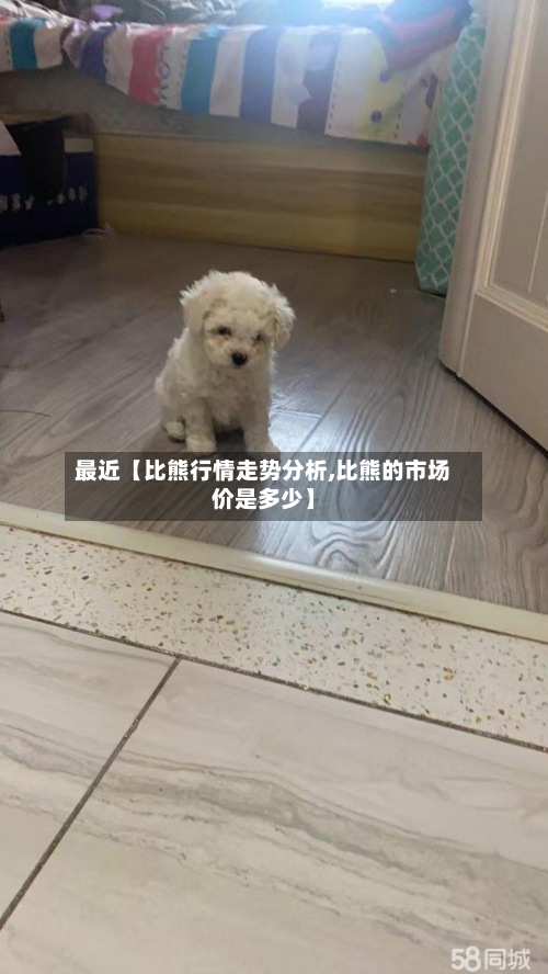 最近【比熊行情走势分析,比熊的市场价是多少】