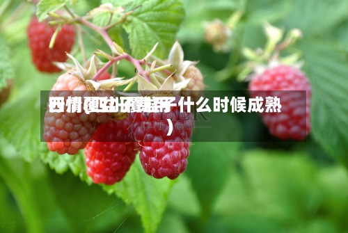 四川覆盆子费用行情(四川覆盆子什么时候成熟)-第2张图片