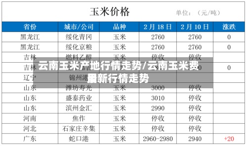 云南玉米产地行情走势/云南玉米费用最新行情走势