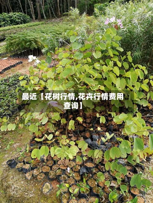 最近【花树行情,花卉行情费用查询】