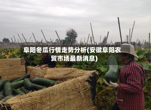 阜阳冬瓜行情走势分析(安徽阜阳农贸市场最新消息)