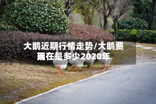 大鹅近期行情走势/大鹅费用现在是多少2020年